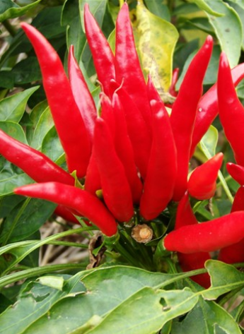 �t̫ꖸ������������ͣ�6�f����SHU��