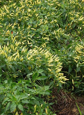 ������������������12�fSHU)