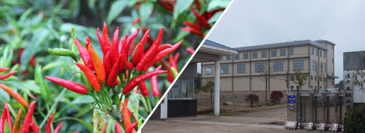 �t̫ꖸ������������ͣ�6�f����SHU��